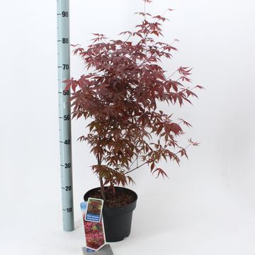 Acer palmatum 'Atropurpureum'