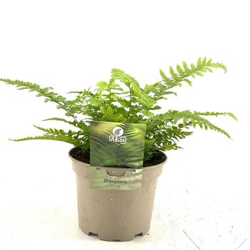 Dryopteris filix-mas