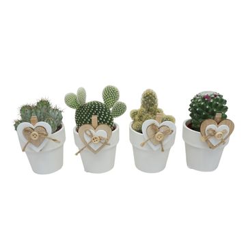 Cactus MIX IN POT