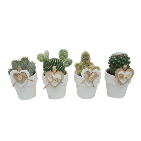 Cactus MIX IN POT