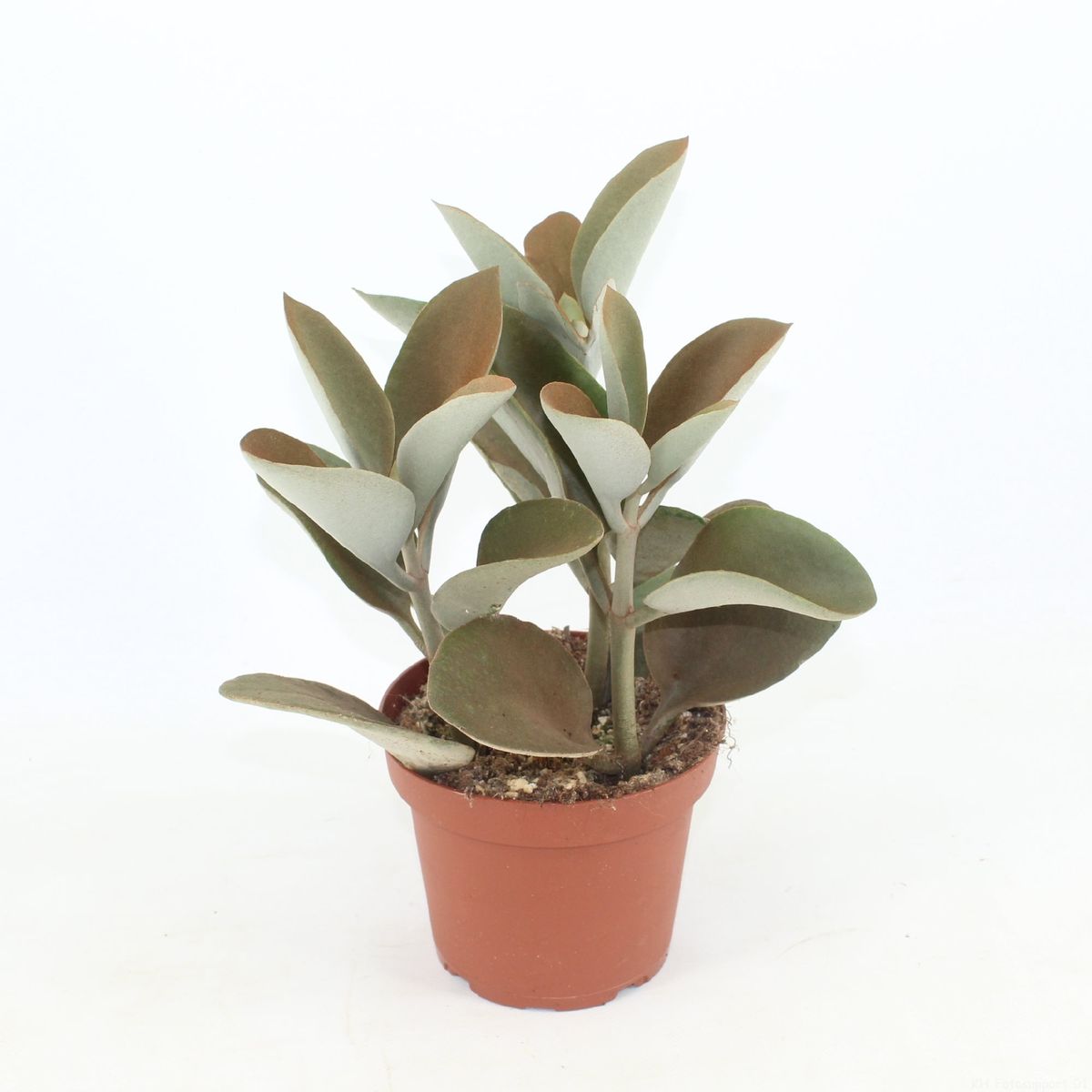 Kalanchoe orgyalis — Pflanzengroßhandel FlorAccess