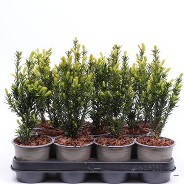 Taxus x media 'Hillii'