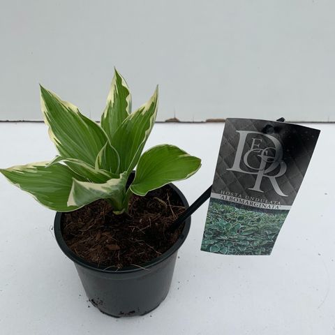 Hosta 'Albomarginata'