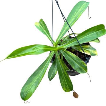 Nepenthes alata 'Aurea'