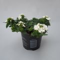 Verbena MAGELANA WHITE