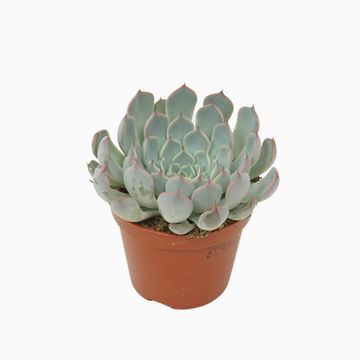 Echeveria cuspidata 'Texensis'