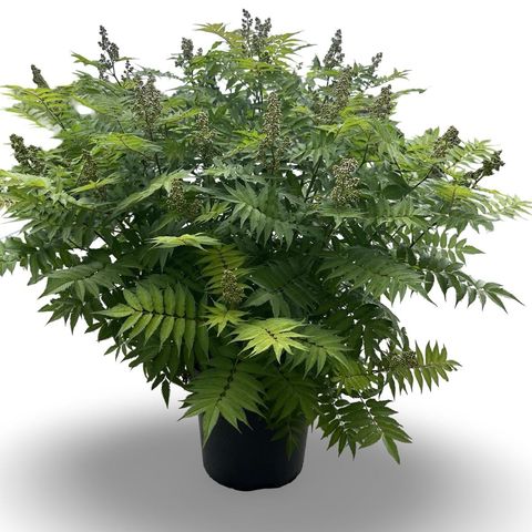 Sorbaria sorbifolia 'Sem'