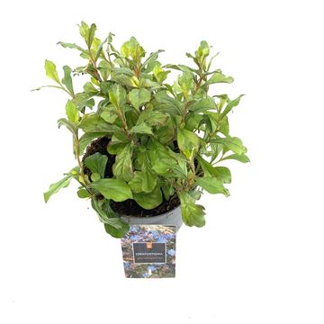 Ceratostigma plumbaginoides