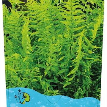 Thelypteris palustris
