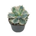 Agave potatorum 'Variegata'