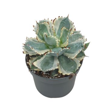 Agave potatorum 'Variegata'