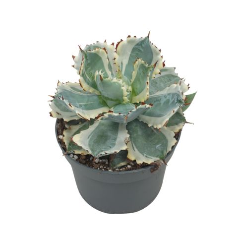 Agave potatorum 'Variegata'