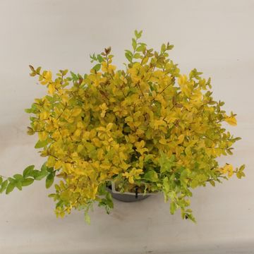 Ligustrum ovalifolium 'Lemon and Lime'