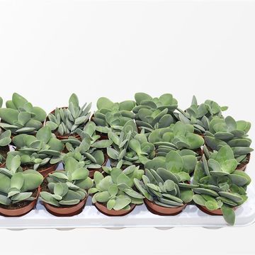Crassula cotyledonis
