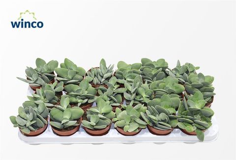 Crassula cotyledonis