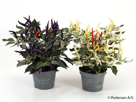 Capsicum annuum MIX