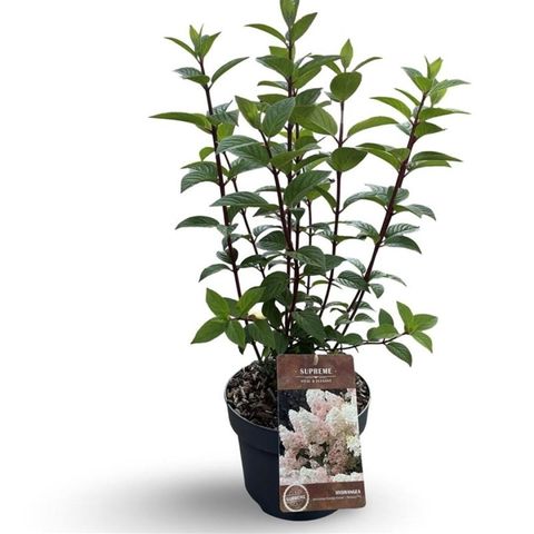 Hydrangea paniculata SUNDAE FRAISE