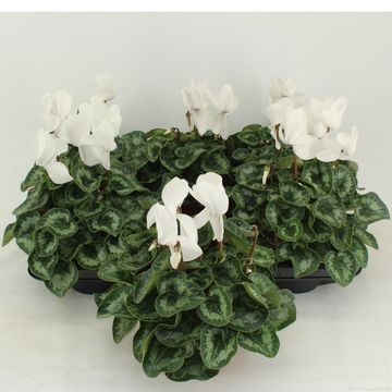 Cyclamen persicum 'Halios White'