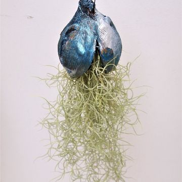 Tillandsia usneoides