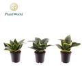 Sansevieria MIX