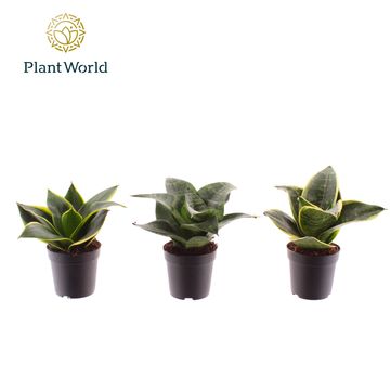 Sansevieria MIX