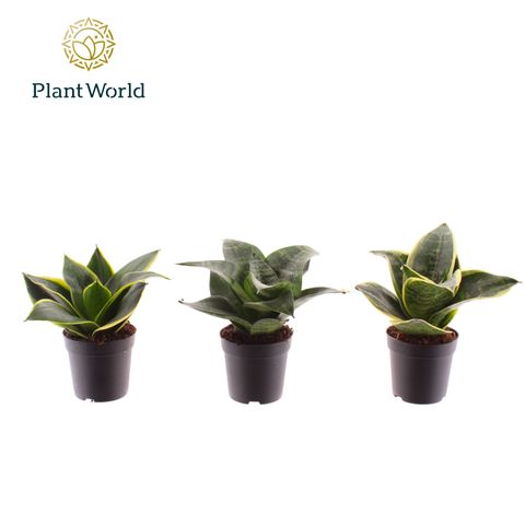 Sansevieria MIX