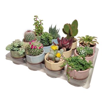 Cactus / Succulents MIX