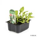Brassica rapa chinensis