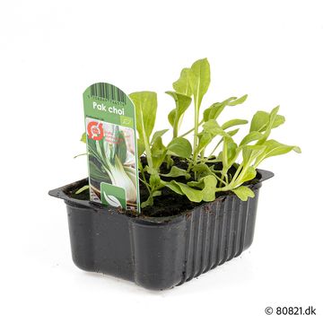 Brassica rapa chinensis