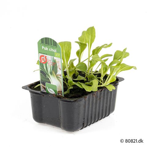 Brassica rapa chinensis