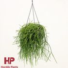 Rhipsalis baccifera shaferi