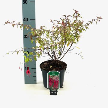 Fuchsia magellanica 'Diversicolor'