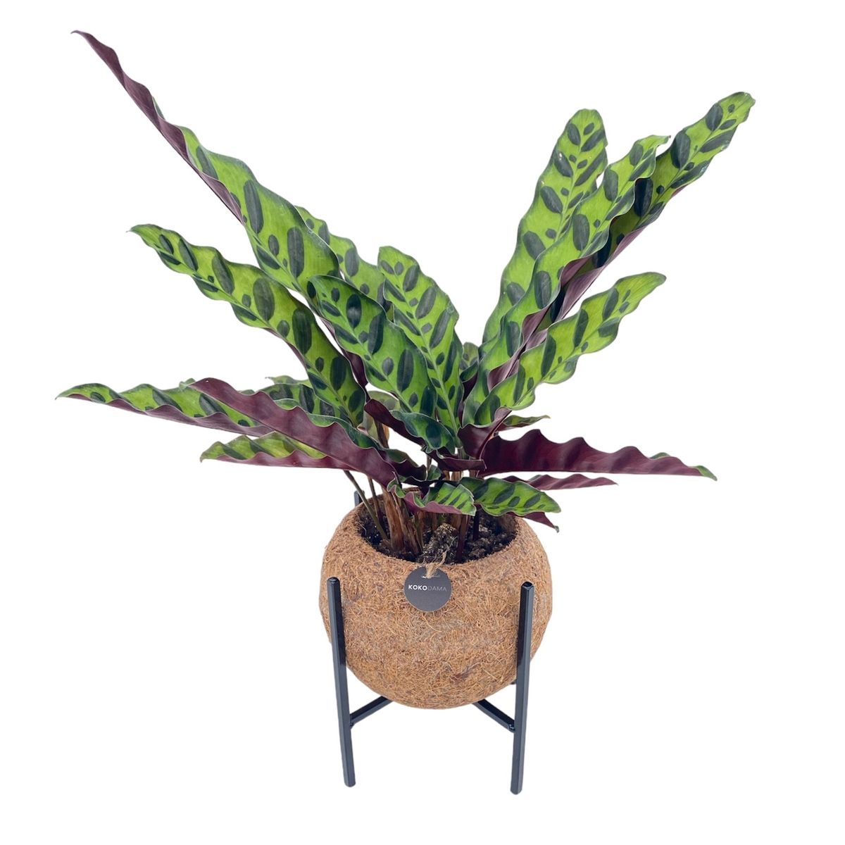 Calathea MIX — Plant Wholesale FlorAccess