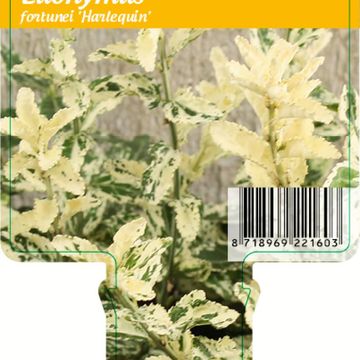 Euonymus fortunei 'Harlequin'