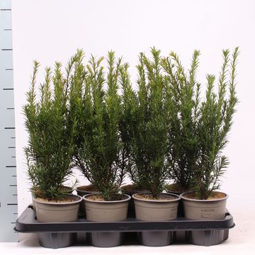 Taxus x media 'Groenland'
