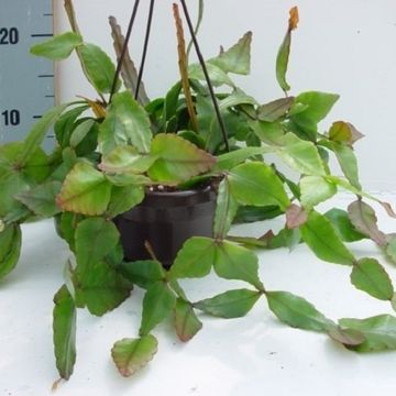 Rhipsalis elliptica