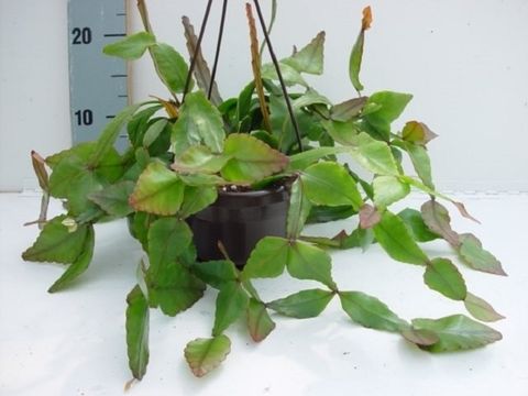 Rhipsalis elliptica