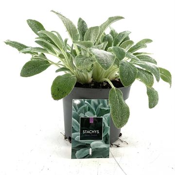 Stachys byzantina 'Silver Carpet'