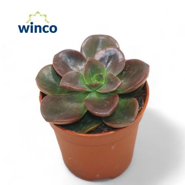 Echeveria 'Melaco'