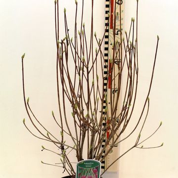 Enkianthus campanulatus 'Red Bells'