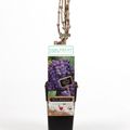 Vitis 'Boskoop Glory'