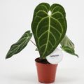 Anthurium regale