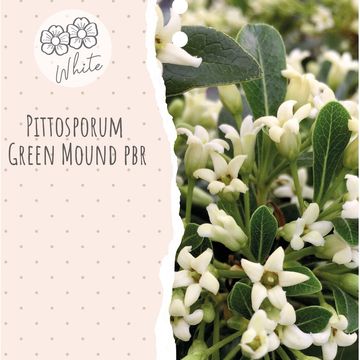 Pittosporum GREEN MOUND