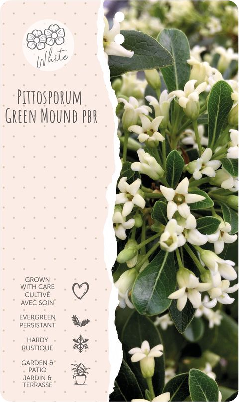 Pittosporum GREEN MOUND