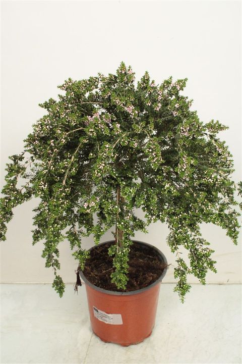 Thryptomene saxicola