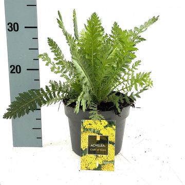 Achillea filipendulina 'Cloth of Gold'