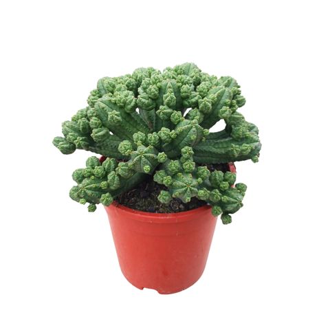 Euphorbia tubiglans