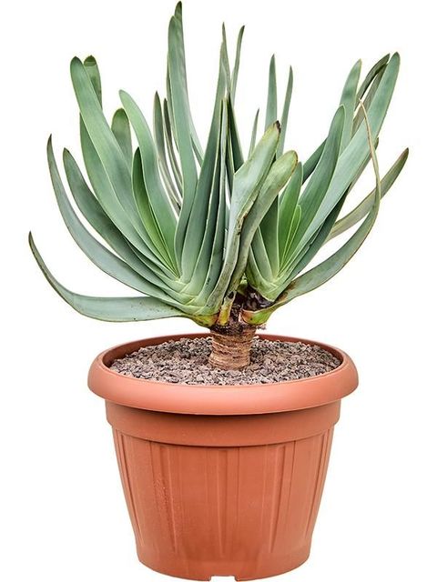 Aloe plicatilis