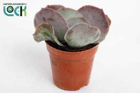 Cotyledon undulata