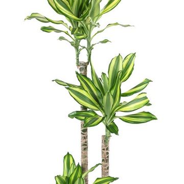 Dracaena fragrans 'Diamond Dream'